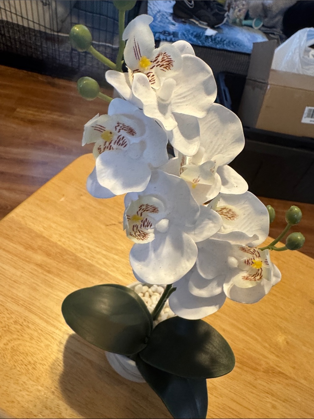 White Artificial Orchid Plant with Green Leaves - Home Accents